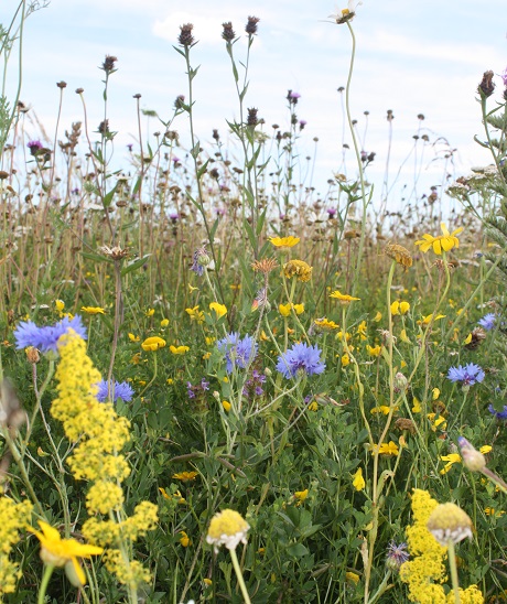 BSXP 100%: Dual Purpose Wildflower Seeds